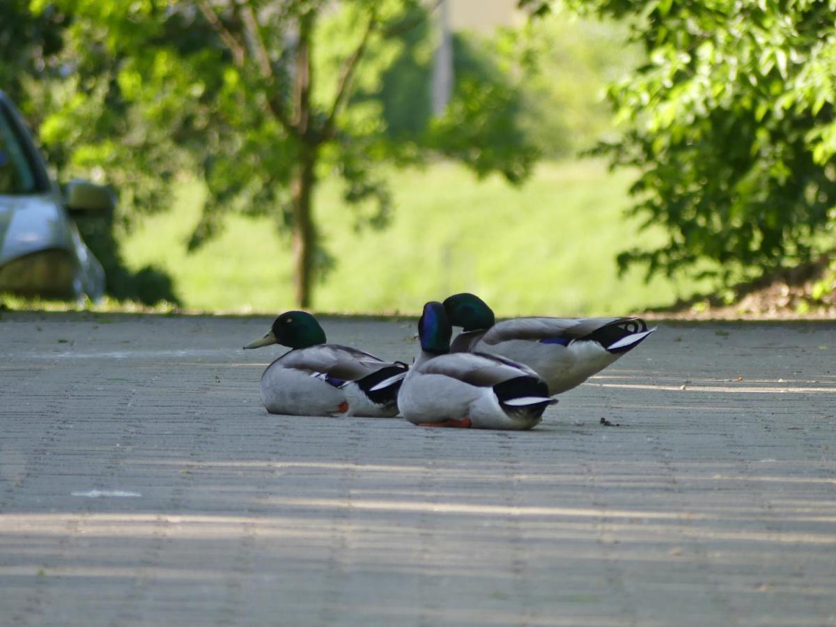 Napsugár Szálló Baja Esterno foto